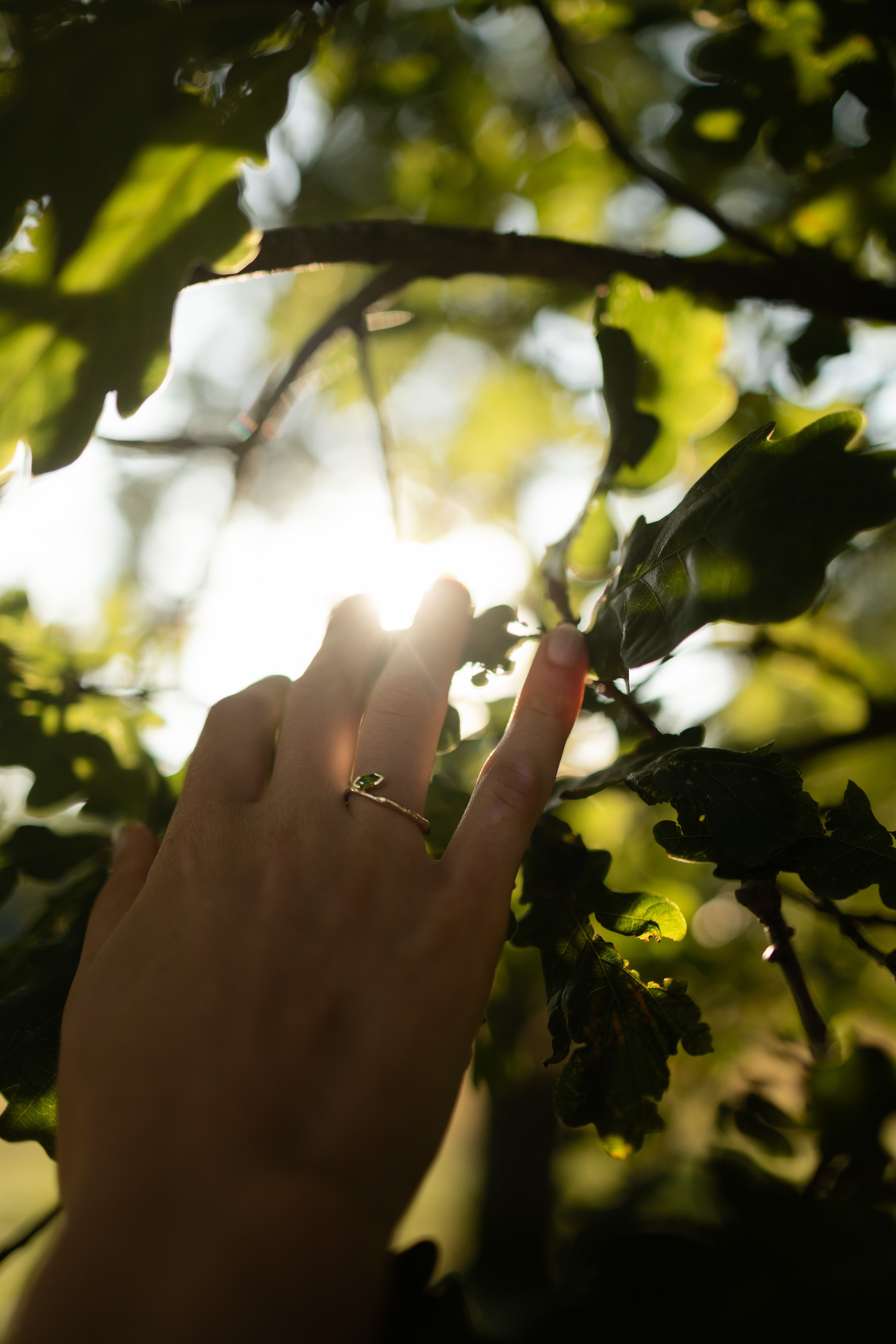 Seasons - Gold rings shaped by nature
